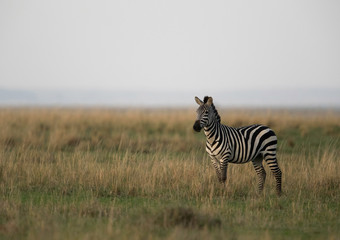 Fototapeta na wymiar Zebra are one of the species of Horse family