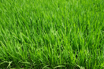 Fototapeta na wymiar Growing rice in the field