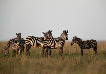 Zebra are one of the species of Horse family