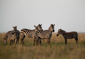 Fototapeta na wymiar Zebra are one of the species of Horse family
