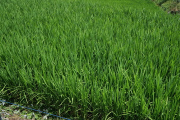 Growing rice in the field