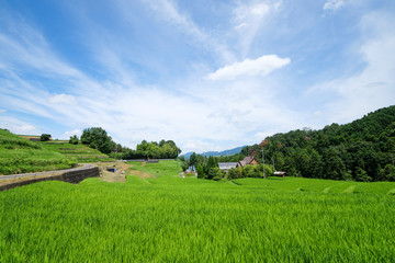 Obraz premium A clear day in midsummer in Japan, a view of the rice terraces in Chihaya Akasaka Village, Osaka