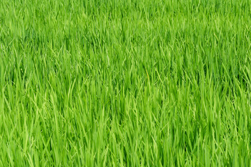 Growing rice in the field