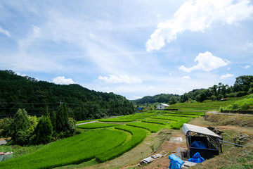 Fototapeta na wymiar Midsummer, a view of the terraced rice fields in Akasaka, Osaka