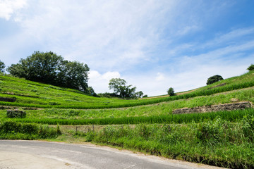 Midsummer, a view of the terraced rice fields in Akasaka, Osaka
