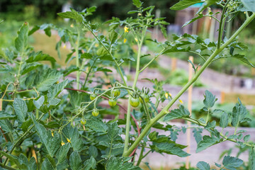 Small green tomatoes growing on a branch and flowering in the community garden in the local park. 