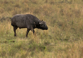The African buffalo is large heavy bufflao with black or dark brown coats
