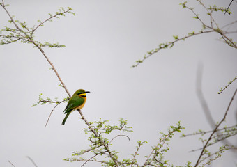 Little bee-eater is a passerine bird in the bee-eater family