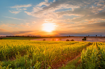 Sunrise over the corn field