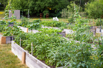 Community garden in the local park. Vegetables growing in boxes