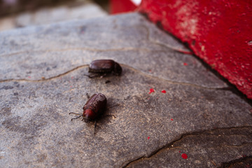 Coconut rhinoceros beetle crawling slowly isolated on cement flooring background closeup.
