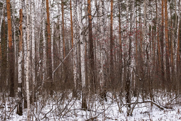 Fototapeta premium Pines and birches in the winter forest