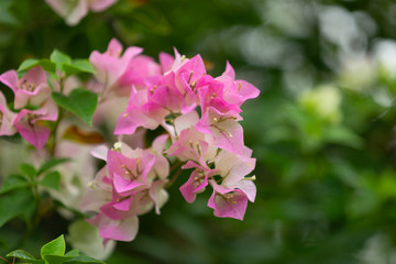 Fototapeta premium Bougainvillea flowers, colorful and colorful flowers. The sun blooms after the rain Beautiful nature background with text space