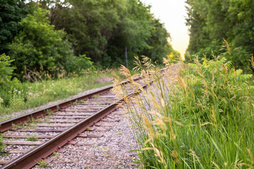 Long grass in the foreground of railway tracks in the forest with sunset in the background