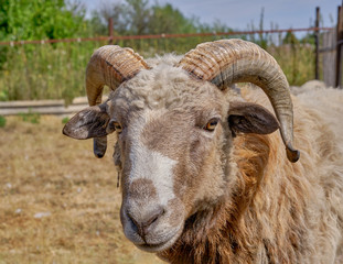 Close-up portrait of an old ram