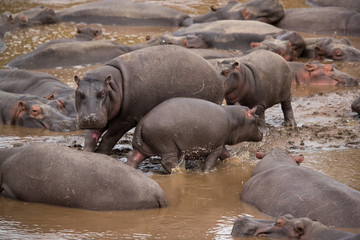 Hippopotamus are large heavy mammal with barrel-shaped torsos and huge mouth and teeth