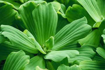 The plant has dark green leaves that emerge in the water.