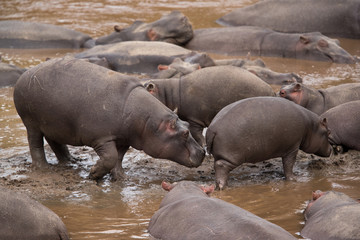 Fototapeta premium Hippopotamus are large heavy mammal with barrel-shaped torsos and huge mouth and teeth
