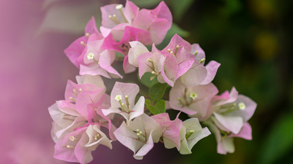 Bougainvillea flowers, colorful and colorful flowers. The sun blooms after the rain Beautiful nature background with text space