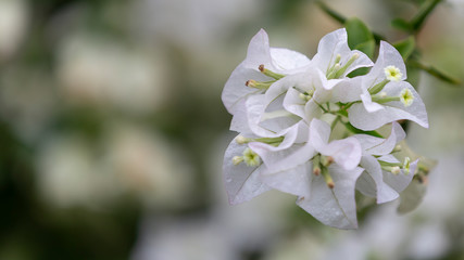 Bougainvillea flowers, colorful and colorful flowers. The sun blooms after the rain Beautiful nature background with text space