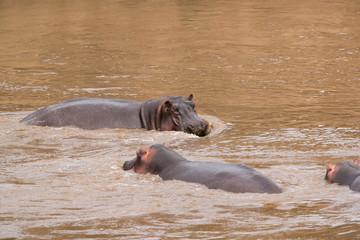 Fototapeta premium Hippopotamus are large heavy mammal with barrel-shaped torsos and huge mouth and teeth