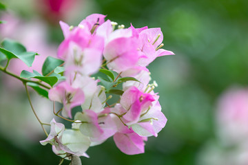 Bougainvillea flowers, colorful and colorful flowers. The sun blooms after the rain Beautiful nature background with text space