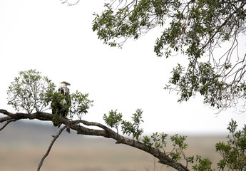 The martial eagle is a large eagle native to sub-Saharan Africa