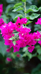 Plakat Bougainvillea flowers, colorful and colorful flowers. The sun blooms after the rain Beautiful nature background with text space