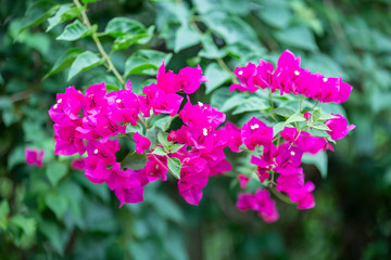Obraz premium Bougainvillea flowers, colorful and colorful flowers. The sun blooms after the rain Beautiful nature background with text space