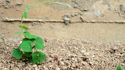 plant in soil