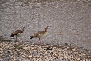 Egyptian goose belongs to the duck, goose, and swan family