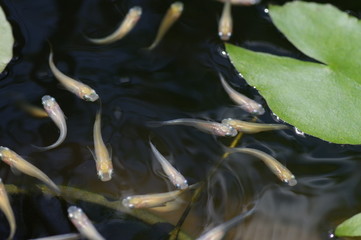 睡蓮の葉と白メダカ