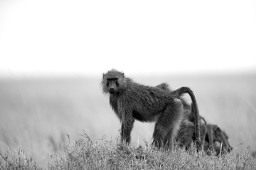 Obraz premium Olive baboon species is the most wide ranging of all baboons