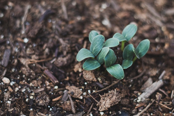 Newly Sprouted Cucumber Plant - Green with Brown Soil
