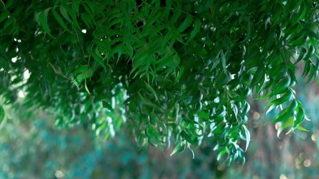 neem tree or Indian lilac,selective focus, azadirachta indica - commonly known as neem tree bark of Medicinal Neem with leaves natural background,neem plants
