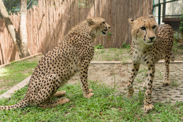 Close-up Cheetah in the zoo.