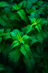 Fresh mint growing in the garden. Shallow depth of field.
