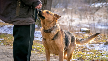German shepherd near his master. Dog next to a man