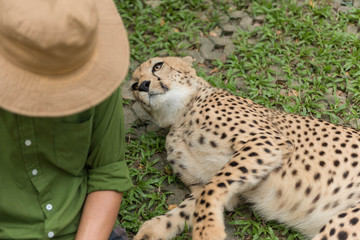 Close-up Cheetah in the zoo.