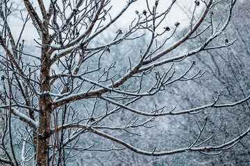 Snowfall in the forest. Bare tree branches in the winter forest