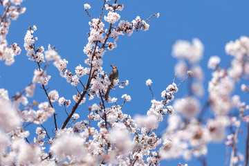 満開の桜とヒヨドリ