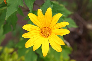 yellow flower on green background