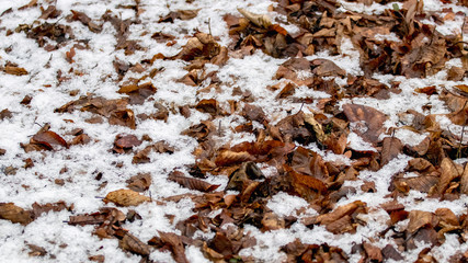 Snow-covered withered leaves on the ground in early winter