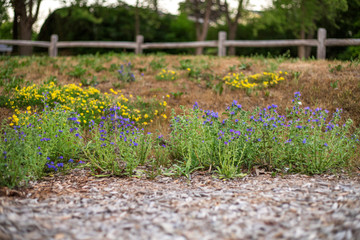 Little yellow and blue wildflowers with blurred wooden chips foreground and fence background