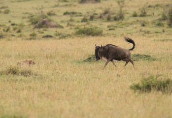 Naklejka na ściany i meble Cheetah hunting a wildebeest