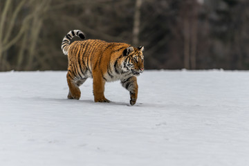 Siberian Tiger running in snow. Beautiful, dynamic and powerful photo of this majestic animal. Set in environment typical for this amazing animal. Birches and meadows