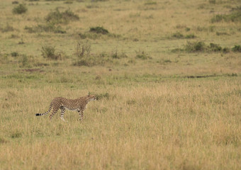 Cheetah is a big cat also know as the hunting leopard
