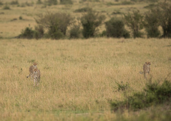 Obraz na płótnie Canvas Cheetah is a big cat also know as the hunting leopard