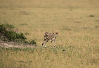 Cheetah is a big cat also know as the hunting leopard