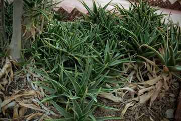 Natural Siwan plants in the house’s garden 